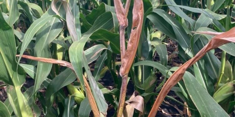 Chicharrita del maíz: el invierno no sería tan frío como se necesitaría para eliminarla