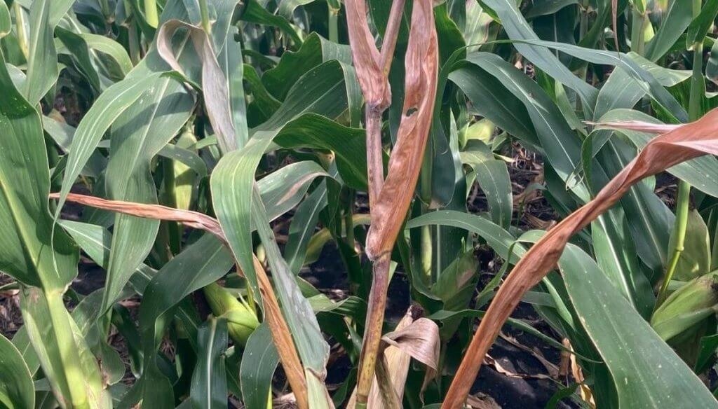 Chicharrita del maíz: el invierno no sería tan frío como se necesitaría para eliminarla