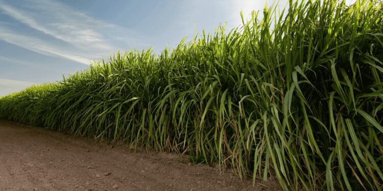 Cultivando futuro: claves para el éxito en la producción de caña de azúcar