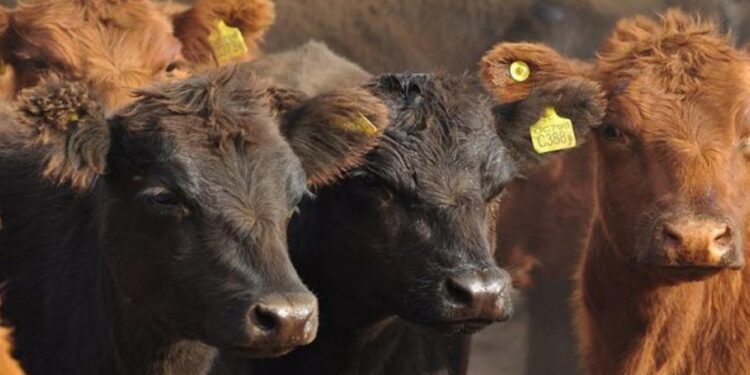 Se recupera el Novillo Mercosur por mejora del precio en Argentina