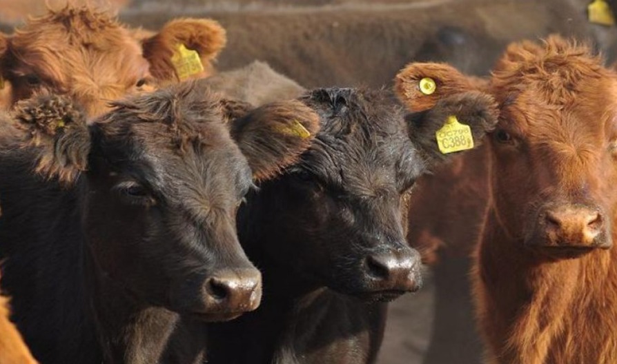 Se recupera el Novillo Mercosur por mejora del precio en Argentina