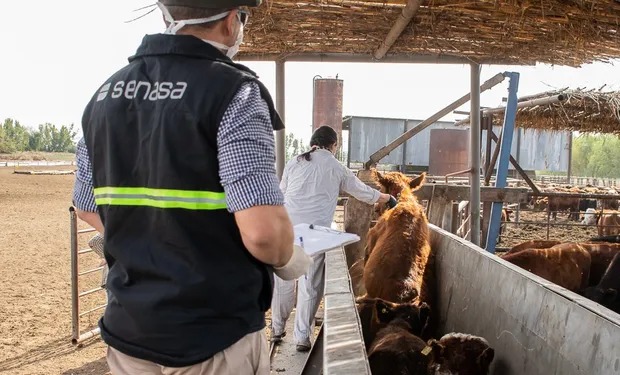 Argentina modifica la vacunación antiaftosa y permite las vacunas que se utilizan en Sudamérica