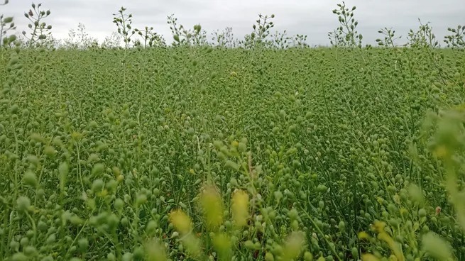 Tres multinacionales se unen para potenciar en Argentina un cultivo poco conocido