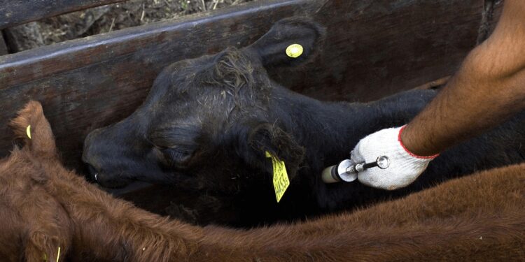Fiebre aftosa: ya rigen las nuevas condiciones para la producción de vacunas