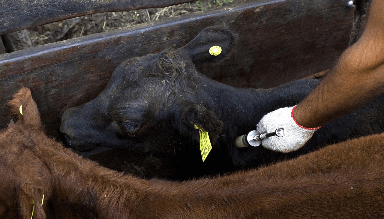 Fiebre aftosa: ya rigen las nuevas condiciones para la producción de vacunas