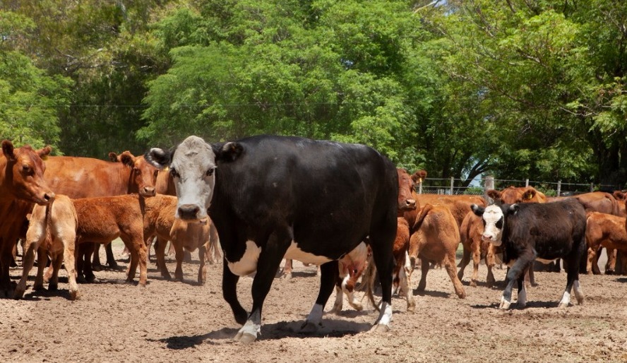 Argentina anula exigencia de la vacuna tetravalente contra la aftosa a partir de 2025