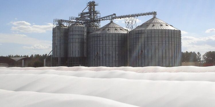 La chicharrita del maíz también impacta en la poscosecha: pautas para almacenar los lotes afectados