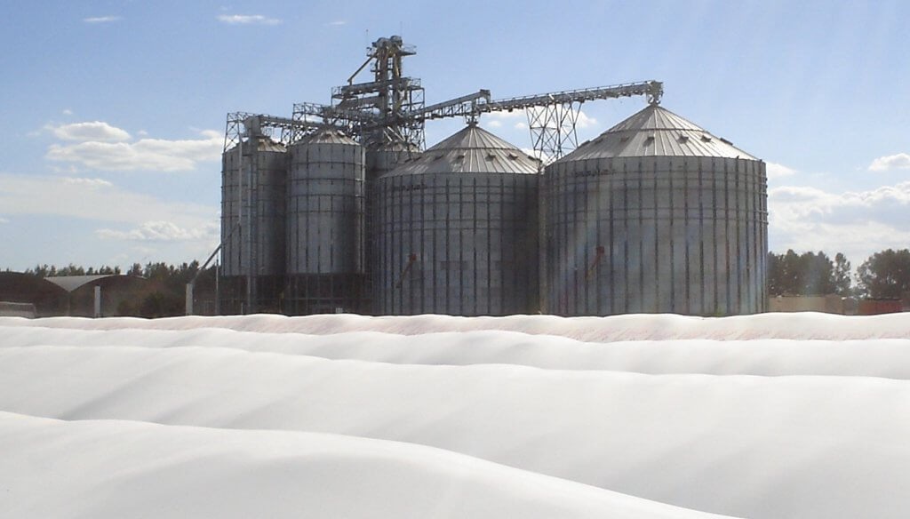La chicharrita del maíz también impacta en la poscosecha: pautas para almacenar los lotes afectados