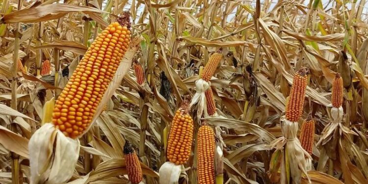 La chicharrita azota los cultivos de maíz: un llamado a la acción conjunta