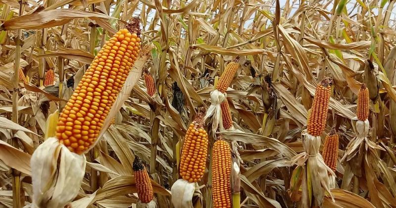 La chicharrita azota los cultivos de maíz: un llamado a la acción conjunta