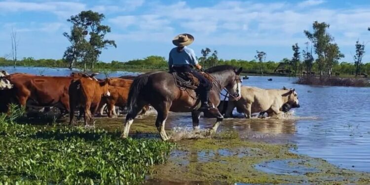 Las inundaciones en Brasil ya tienen impacto en Argentina: complican a la ganadería de Entre Ríos y Corrientes
