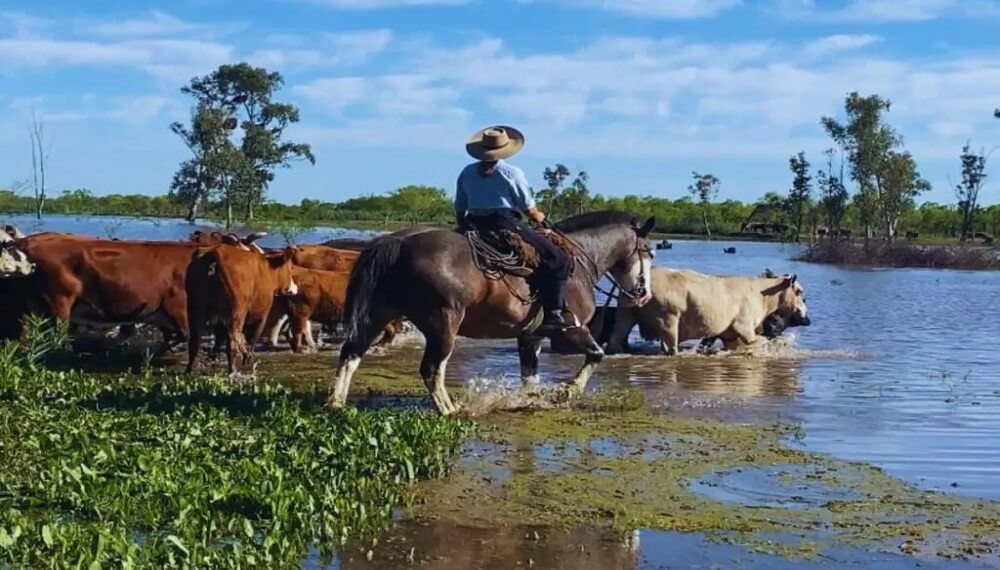 Las inundaciones en Brasil ya tienen impacto en Argentina: complican a la ganadería de Entre Ríos y Corrientes