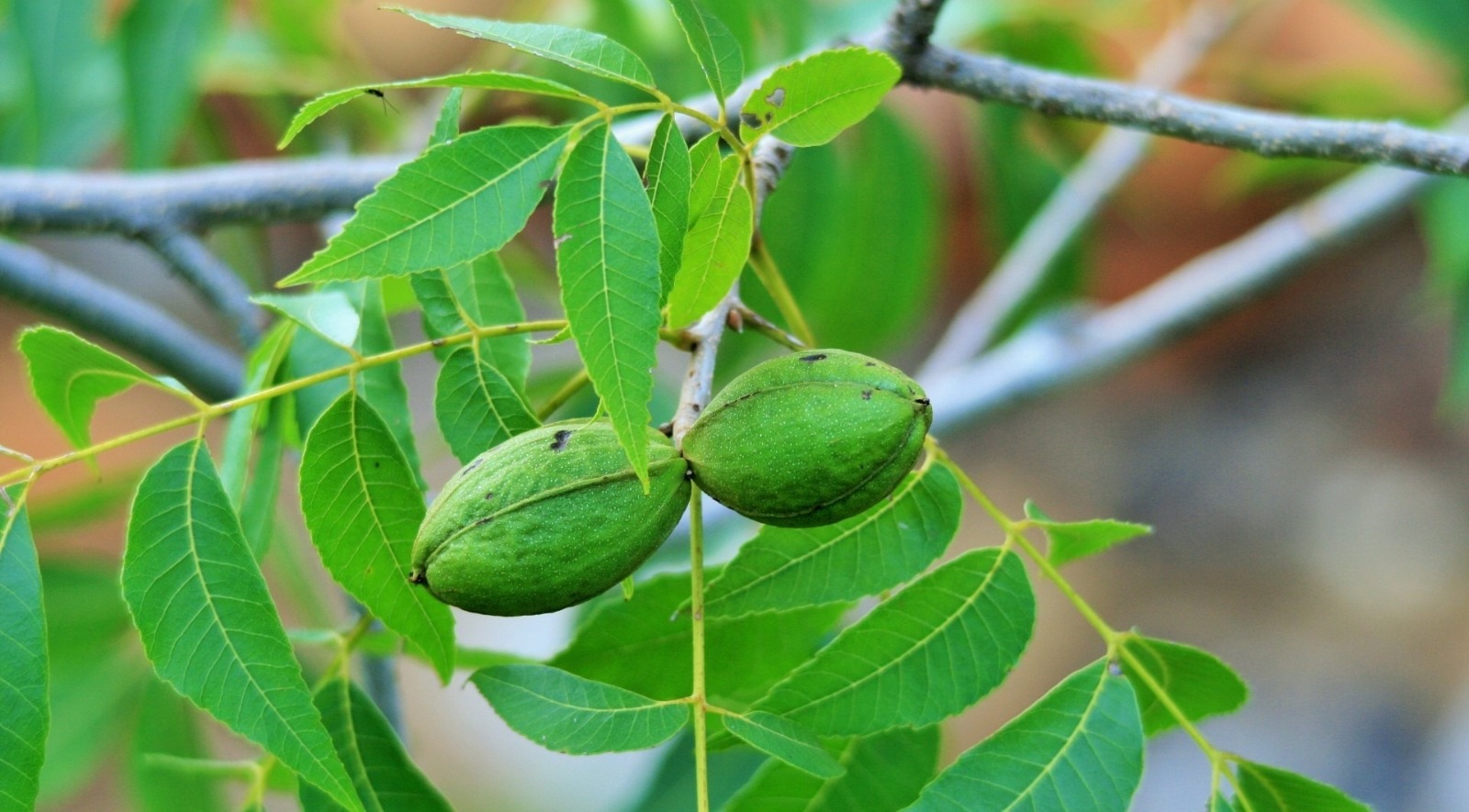 El auge de la nuez pecán en Tucumán: diversificación y oportunidades en la producción agrícola