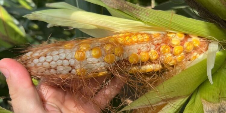 Las provincias del NOA definen un plan para contener el avance de la «chicharrita del maíz»
