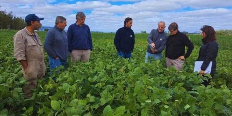 Novedad en el control de malezas: qué son los fosfitos y por qué podrían ser una solución