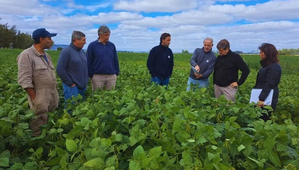 Novedad en el control de malezas: qué son los fosfitos y por qué podrían ser una solución