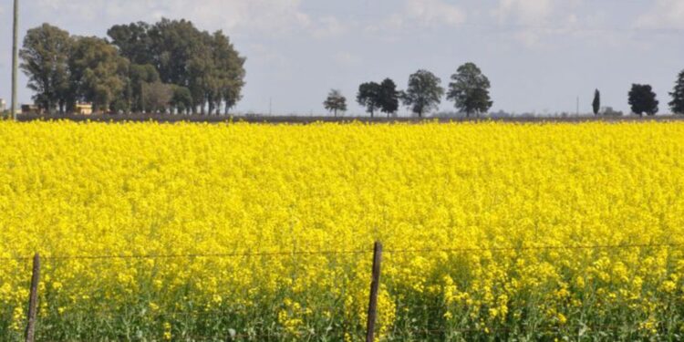 El INTA se une a la industria agroexportadora para potenciar el cultivo de colza