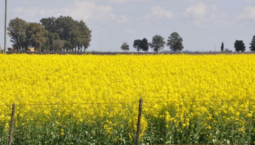 El INTA se une a la industria agroexportadora para potenciar el cultivo de colza