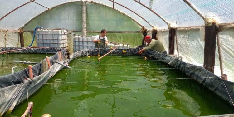 Peces en invernaderos y criados con agua reutilizada: un círculo virtuoso de eficiencia y rentabilidad