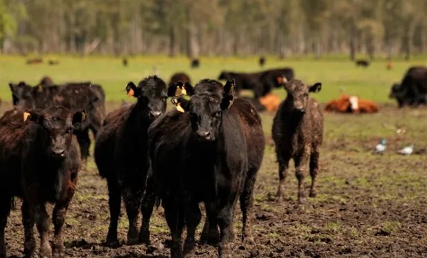 Buenos Aires lanzó financiamiento al sector ganadero para la siembra de pasturas