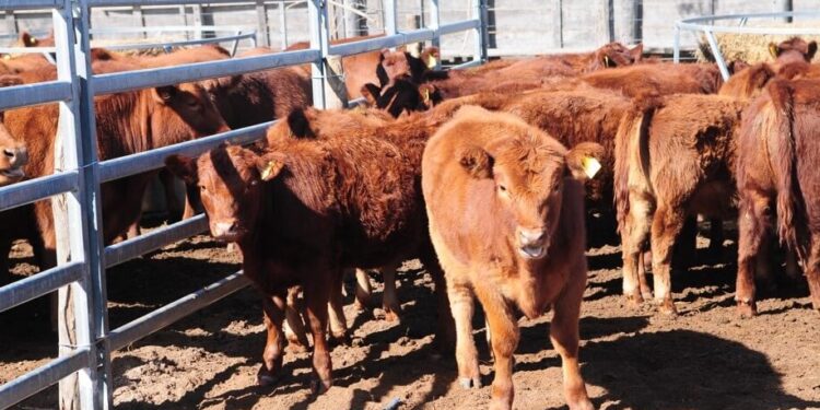 En el precio de la hacienda, los novillitos marcan el camino de la recuperación