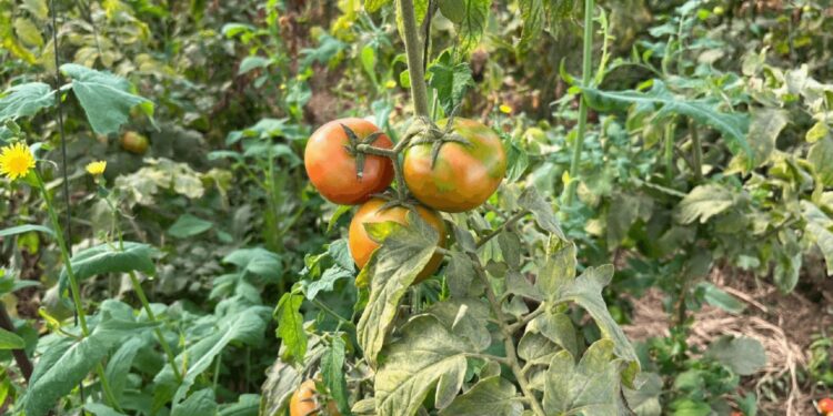 La luz roja por el virus rugoso del tomate llegó a la Patagonia: aparecen casos en Chubut