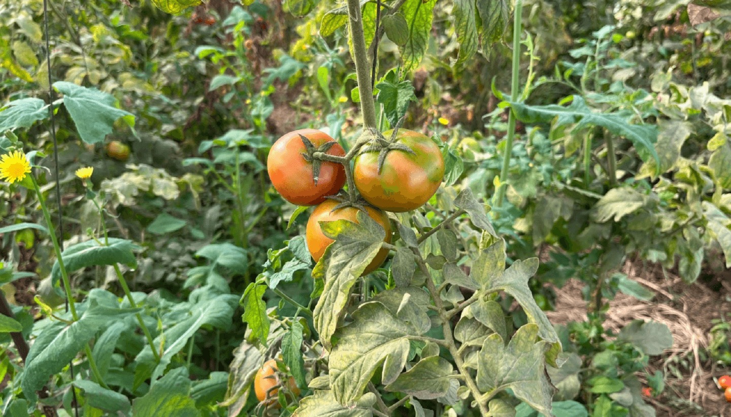 La luz roja por el virus rugoso del tomate llegó a la Patagonia: aparecen casos en Chubut