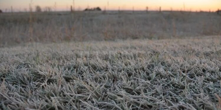 Hacia el fin de semana vuelven las lluvias, mientras que los primeros días permitirán seguir con la cosecha