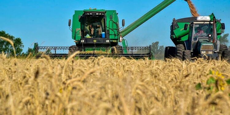 Campaña de trigo: la intención de siembra en la zona núcleo crecería al menos un 5%