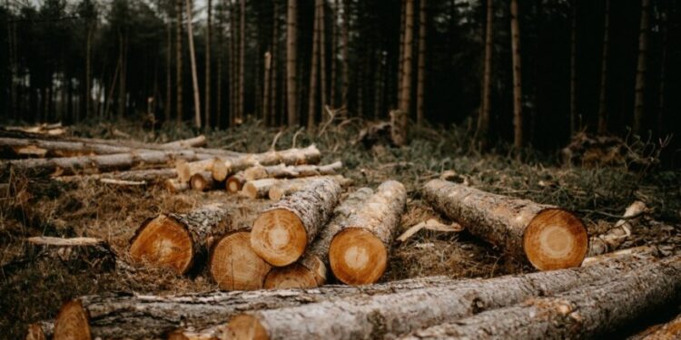 Gremiales de Argentina y Paraguay acuerdan promover soja libre de deforestación a la Unión Europea