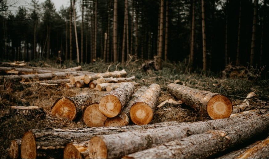 Gremiales de Argentina y Paraguay acuerdan promover soja libre de deforestación a la Unión Europea