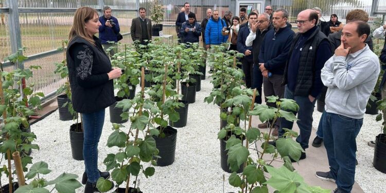 El algodón ya vive la campaña 2024/25: en Chaco se inició el deslinte de la semilla