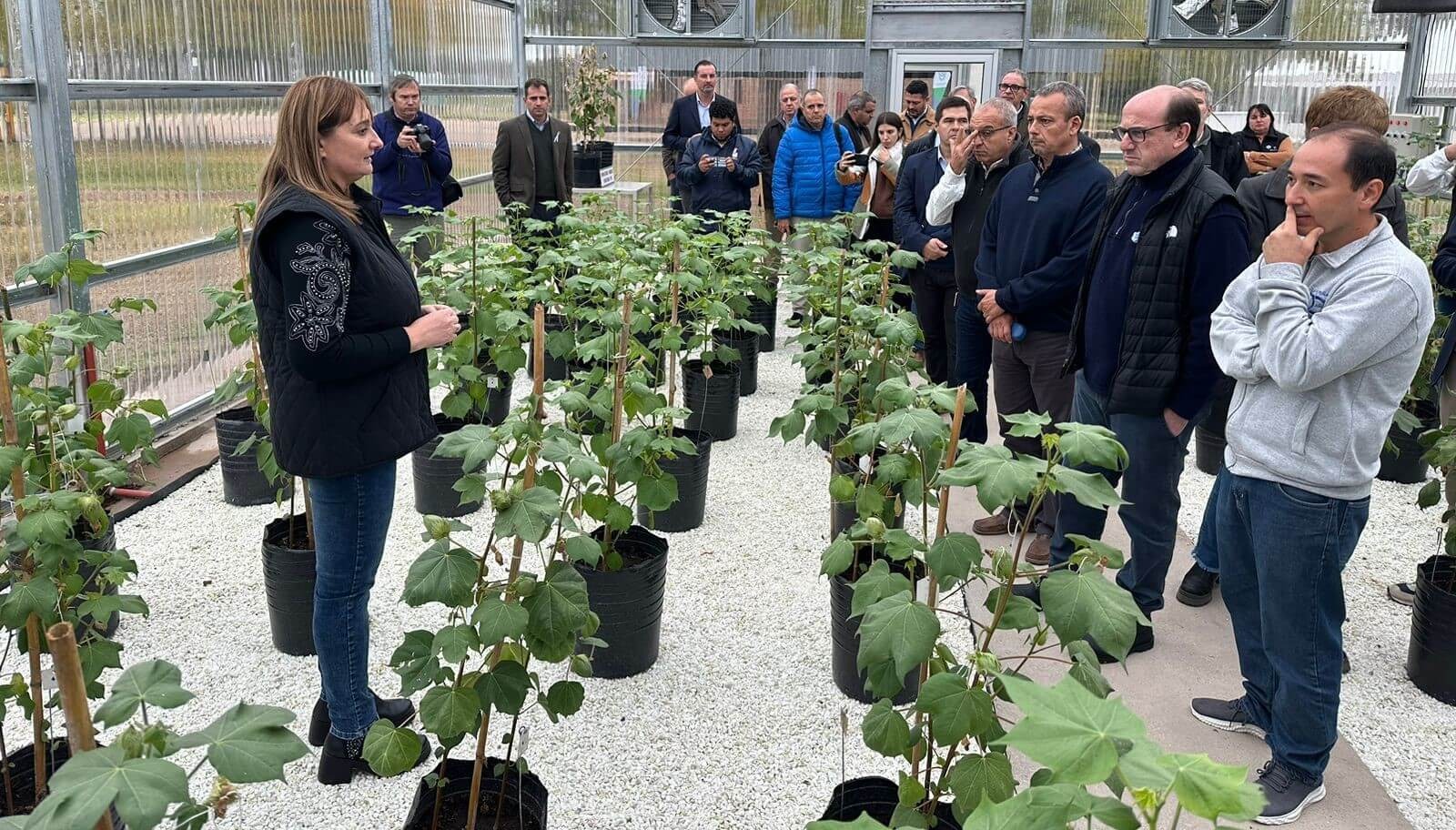 El algodón ya vive la campaña 2024/25: en Chaco se inició el deslinte de la semilla