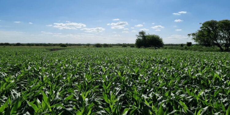 Maíz: un estudio de la zona núcleo detectó aumentos en la siembra de hasta 84%