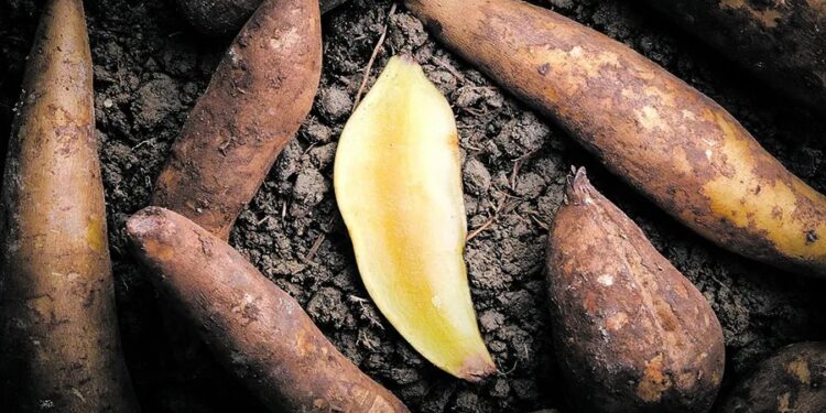Universidad San Pablo-T: impulsan el cultivo del yacón