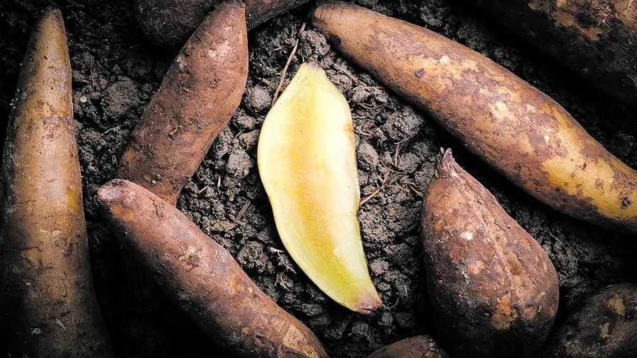 Universidad San Pablo-T: impulsan el cultivo del yacón
