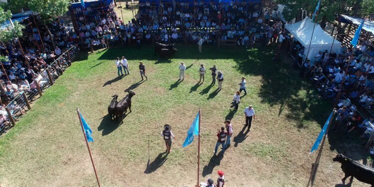 En Corrientes ya se juegan los campeonatos nacionales de tres razas bovinas y una ovina