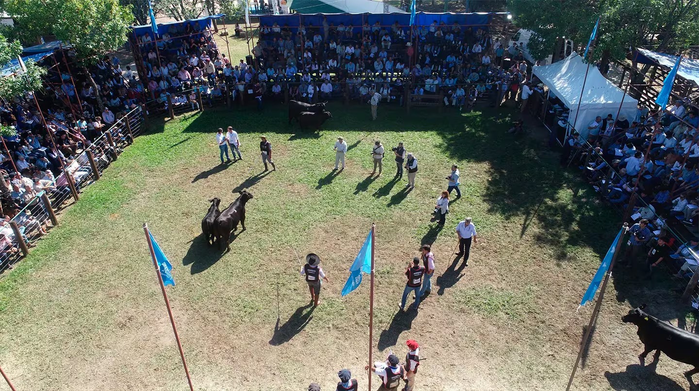 En Corrientes ya se juegan los campeonatos nacionales de tres razas bovinas y una ovina
