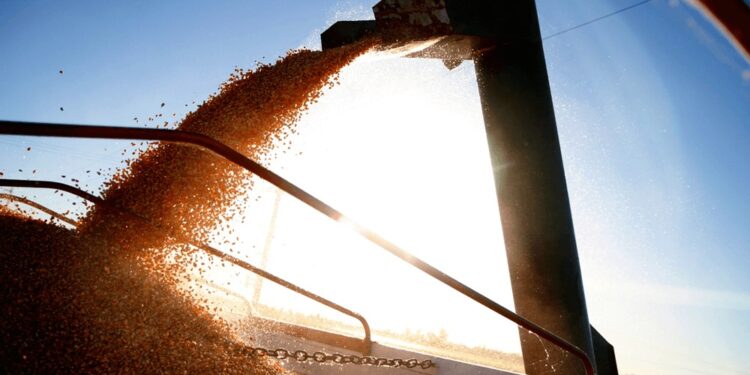 Una noticia que genera ilusión en la cadena agroindustrial