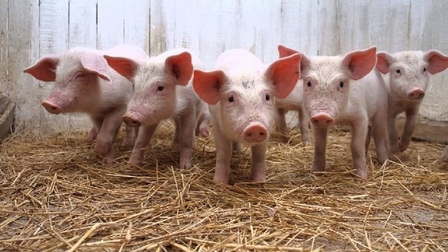 La importancia del diagnóstico de Triquinosis en la agricultura familiar
