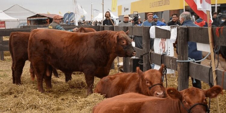 Genética bovina: “Estamos mejor posicionados que los países de la región”