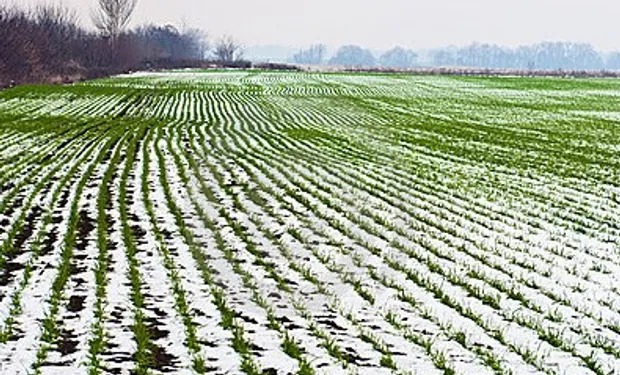 Pronóstico trimestral: se viene un invierno más frío de lo normal en las principales zonas agrícolas