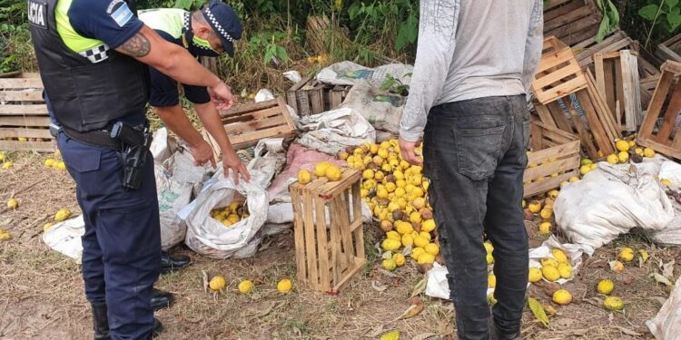 En Tucumán la mayor plaga del limón y la palta son los delitos rurales
