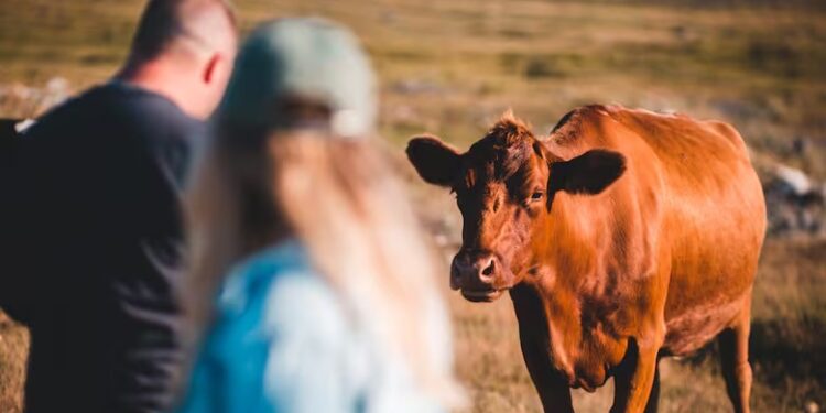 Chipeo ganadero: el Gobierno estudia cómo ayudar a los pequeños productores para que puedan afrontar el costo
