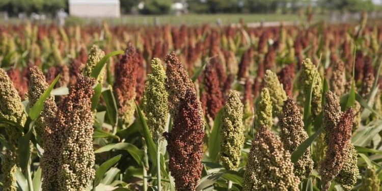 La situación del maíz abre un escenario optimista para el sorgo