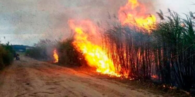 Zafra en Tucumán: hacia una cosecha más sostenible