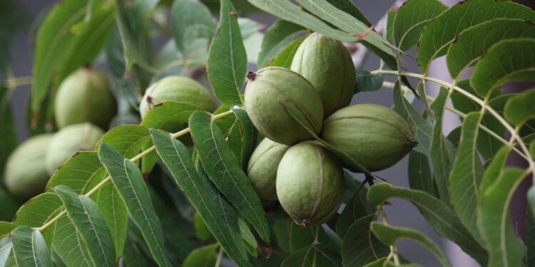 Plagas en el cultivo de nuez pecán: desafíos y estrategias en Tucumán