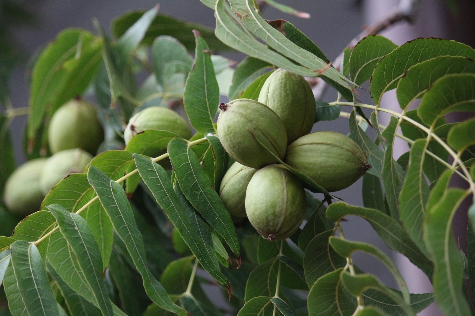 Plagas en el cultivo de nuez pecán: desafíos y estrategias en Tucumán