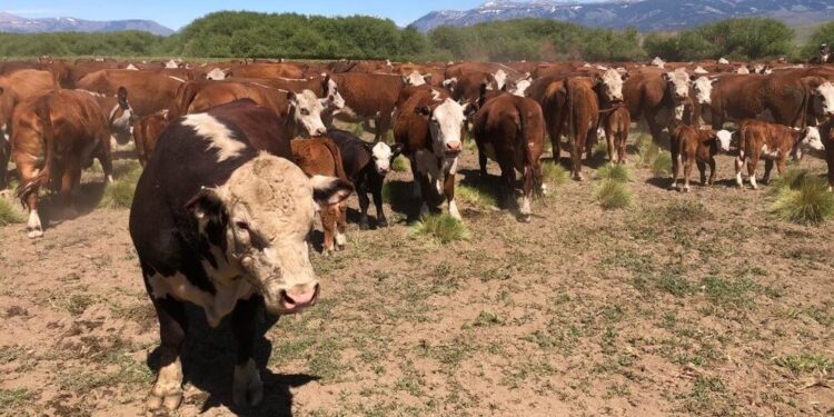 La barrera sanitaria patagónica seguirá sin cambios: el Gobierno negó que se esté estudiando levantarla