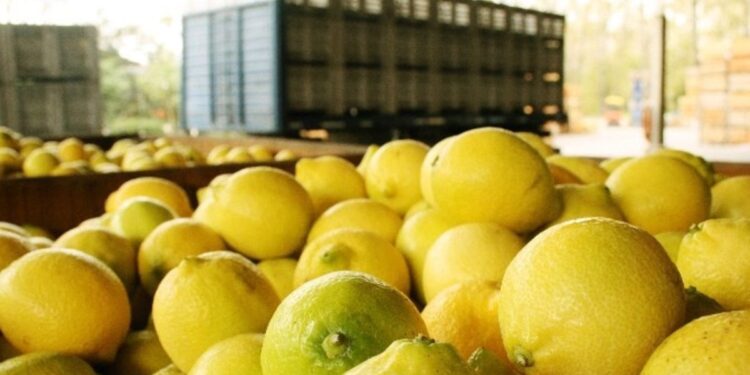 Industria cítrica: los subproductos del limón y nuevos mercados